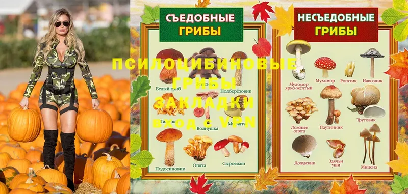 Псилоцибиновые грибы Psilocybe  Устюжна 